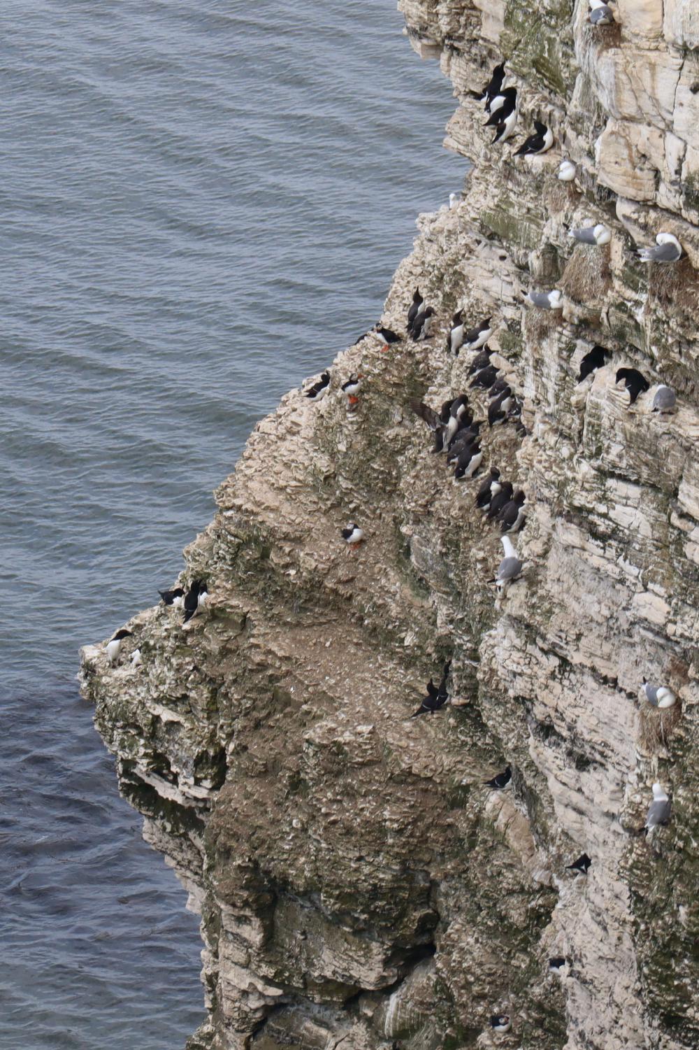Four puffins hanging out on the cliff edge.