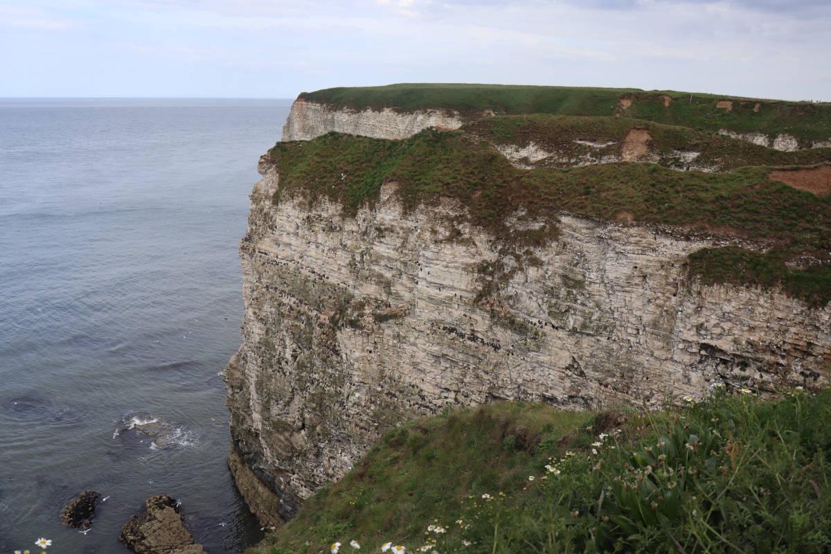 A large cliff face covered with sea birds.